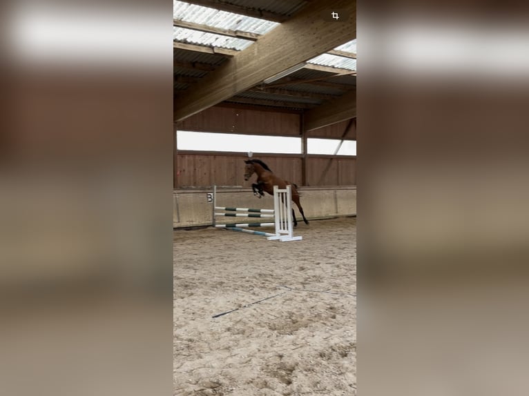 Hanoverian Gelding 3 years 16 hh Brown in Hetschburg