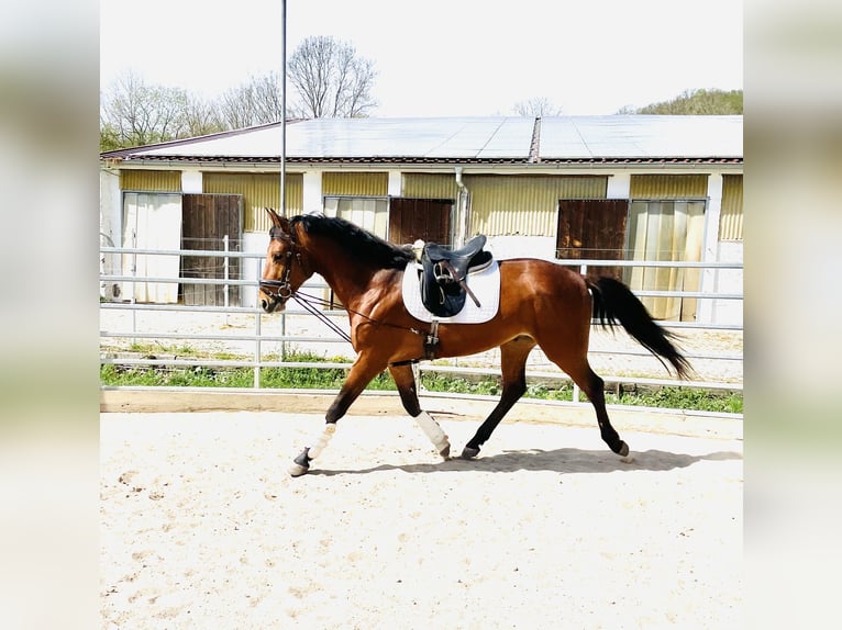 Hanoverian Gelding 3 years 16 hh Brown in Hetschburg