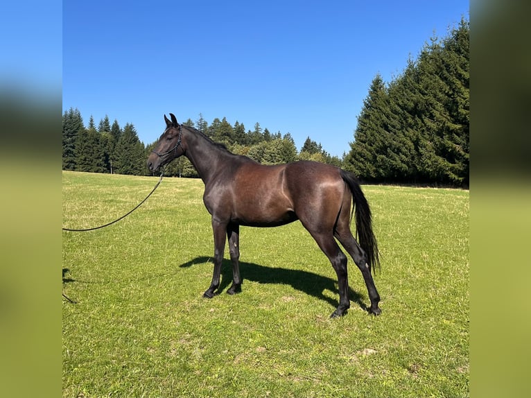 Hanoverian Gelding 3 years 16 hh Can be white in Klatovy
