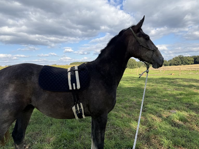 Hanoverian Gelding 3 years 16 hh Can be white in Horneburg