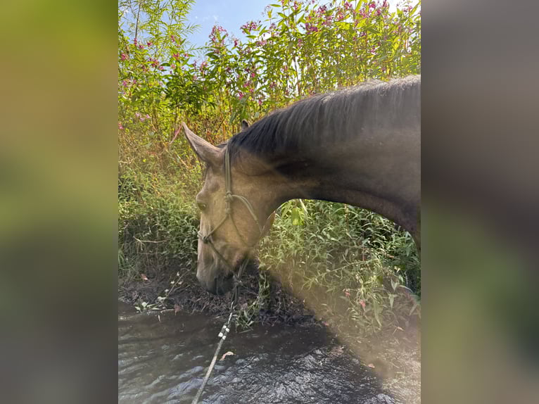 Hanoverian Gelding 3 years 16 hh Can be white in Horneburg