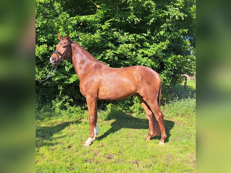 Hanoverian Gelding 3 years 16 hh Chestnut in Loxstedt