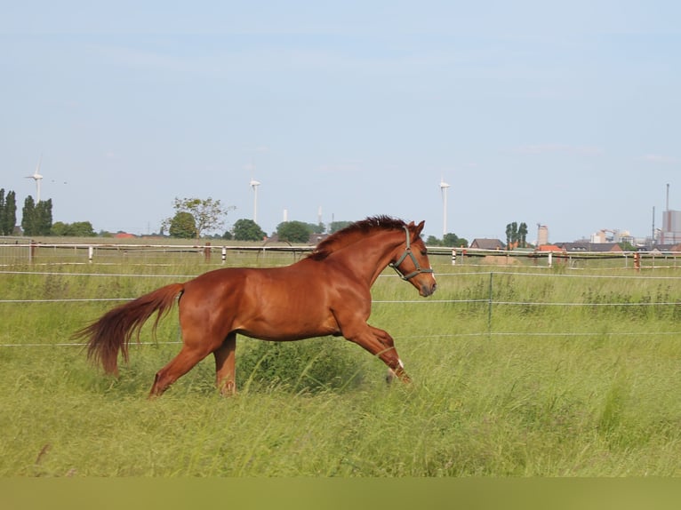 Hanoverian Gelding 3 years 16 hh Chestnut in Alpen