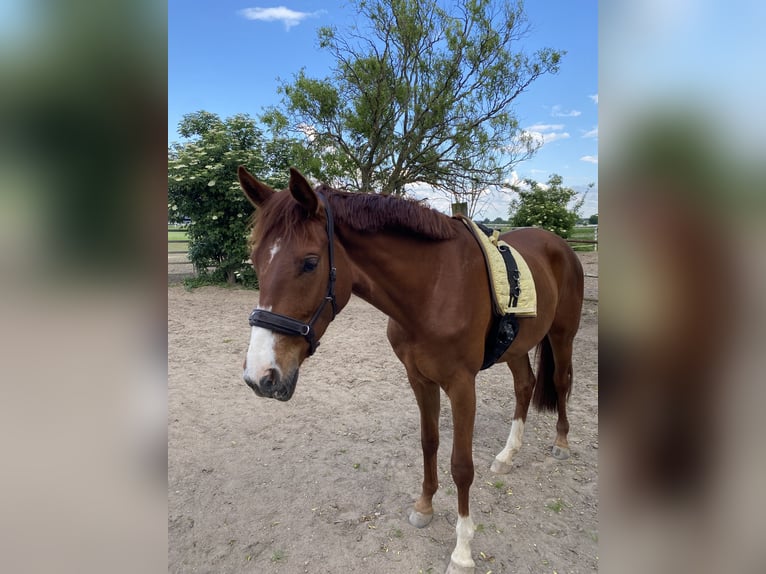 Hanoverian Gelding 3 years 16 hh Chestnut in Alpen