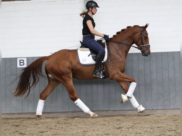 Hanoverian Gelding 3 years 16 hh Chestnut-Red in Tiddische