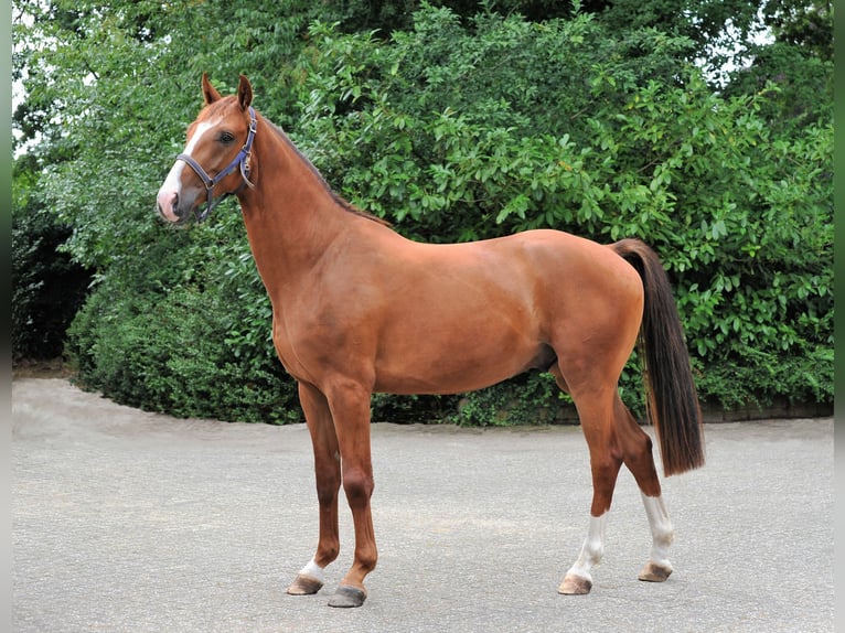 Hanoverian Gelding 3 years 16 hh Chestnut-Red in L&#xE4;hden