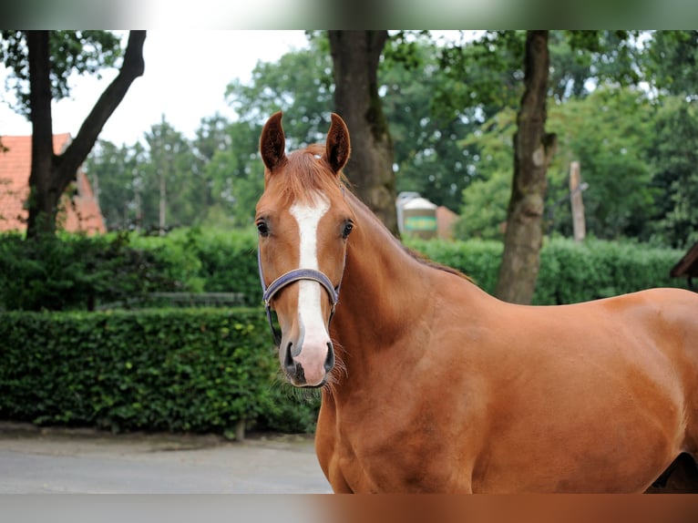 Hanoverian Gelding 3 years 16 hh Chestnut-Red in L&#xE4;hden