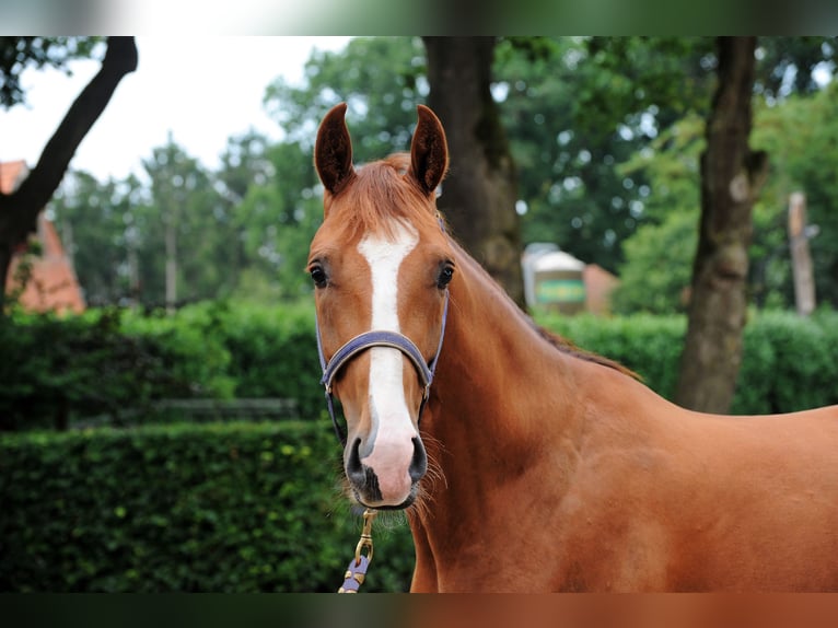 Hanoverian Gelding 3 years 16 hh Chestnut-Red in L&#xE4;hden