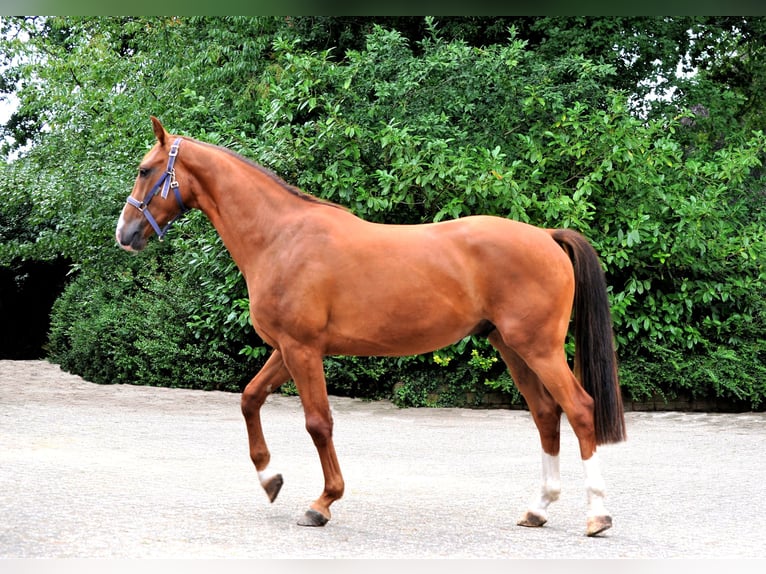 Hanoverian Gelding 3 years 16 hh Chestnut-Red in L&#xE4;hden