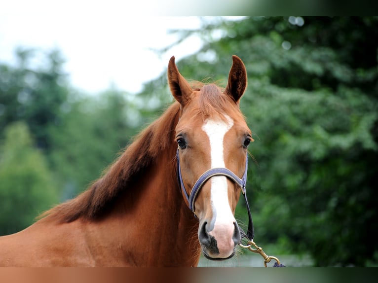 Hanoverian Gelding 3 years 16 hh Chestnut-Red in L&#xE4;hden