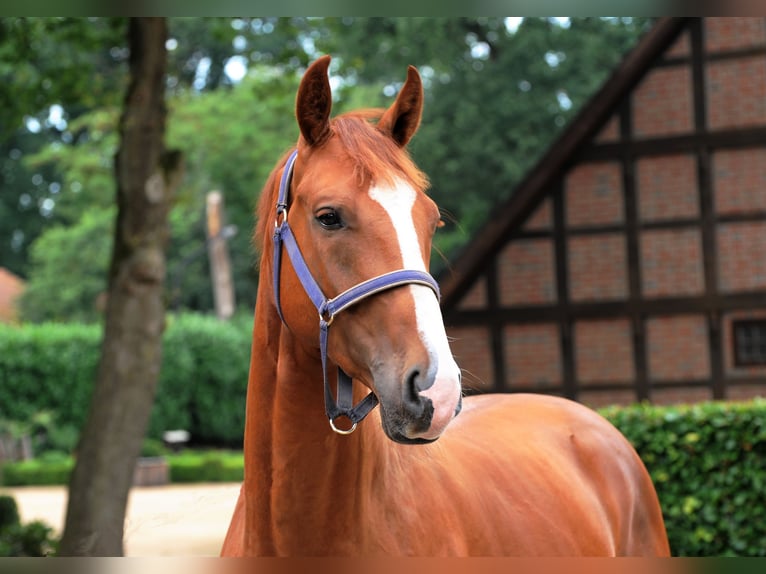 Hanoverian Gelding 3 years 16 hh Chestnut-Red in L&#xE4;hden