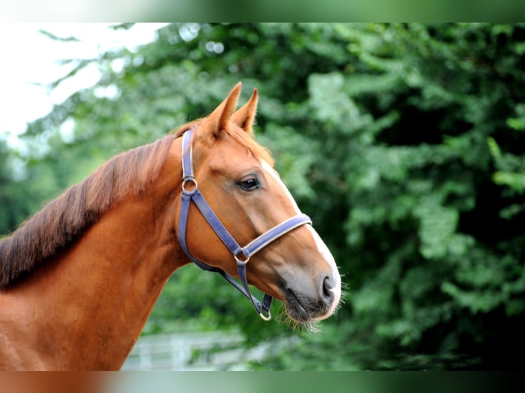 Hanoverian Gelding 3 years 16 hh Chestnut-Red in L&#xE4;hden