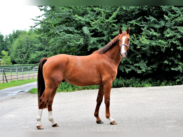 Hanoverian Gelding 3 years 16 hh Chestnut-Red in L&#xE4;hden