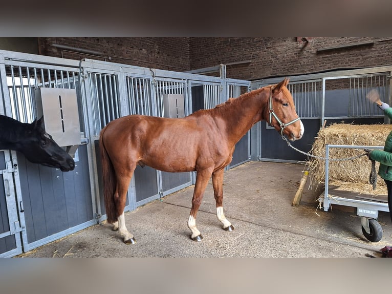 Hanoverian Gelding 3 years 16 hh Chestnut-Red in Aldenhoven