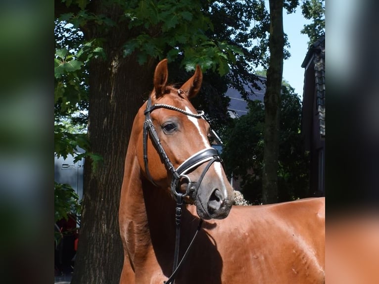 Hanoverian Gelding 3 years 16 hh Chestnut-Red in Fredenbeck