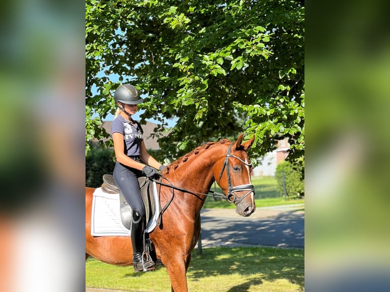 Hanoverian Gelding 3 years 16 hh Chestnut-Red in Fredenbeck