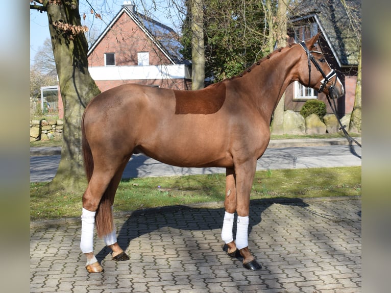Hanoverian Gelding 3 years 16 hh Chestnut-Red in Fredenbeck