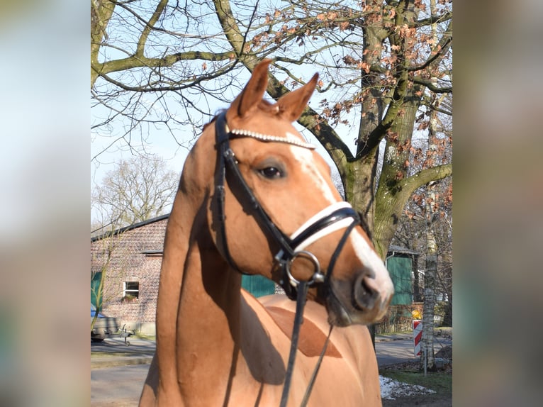Hanoverian Gelding 3 years 16 hh Chestnut-Red in Fredenbeck