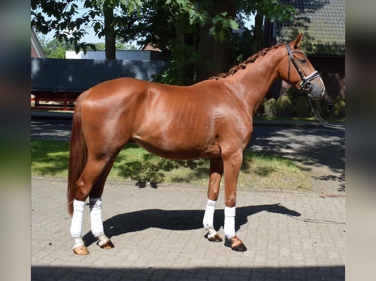 Hanoverian Gelding 3 years 16 hh Chestnut-Red in Fredenbeck