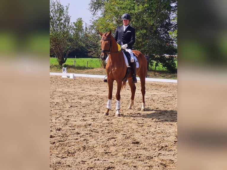 Hanoverian Gelding 3 years 16 hh Chestnut-Red in Hepstedt