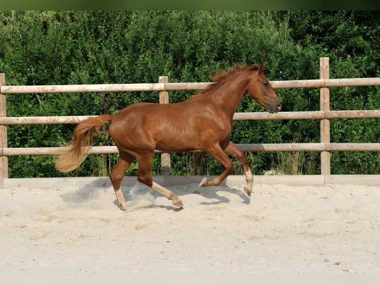 Hanoverian Gelding 3 years 16 hh Chestnut-Red in Marne