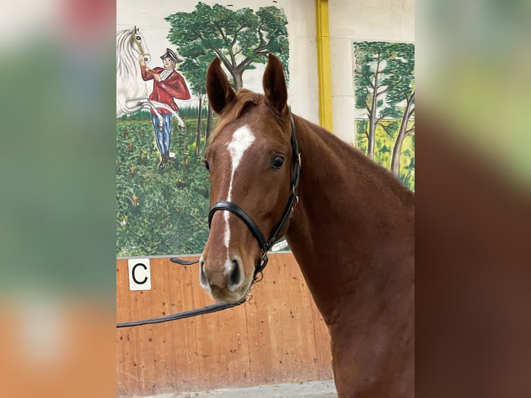 Hanoverian Gelding 3 years 16 hh Chestnut-Red in Rees