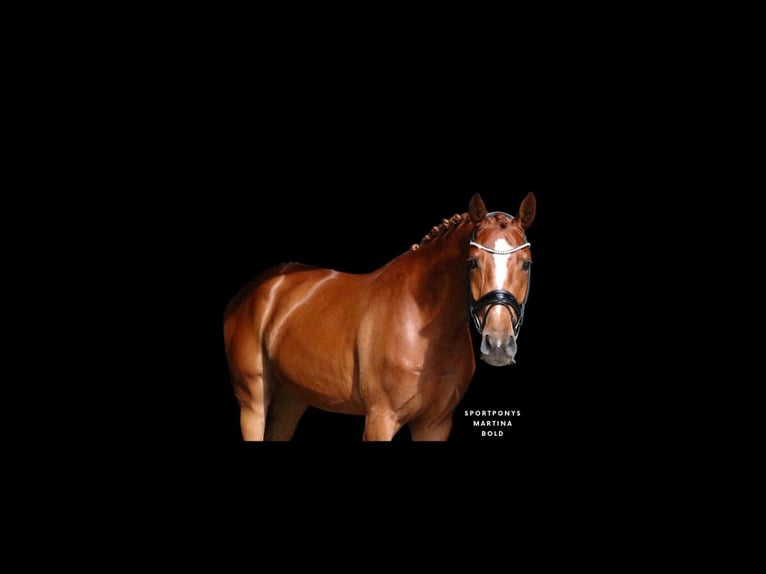 Hanoverian Gelding 3 years 16 hh Chestnut-Red in Recke, bei Osnabrück