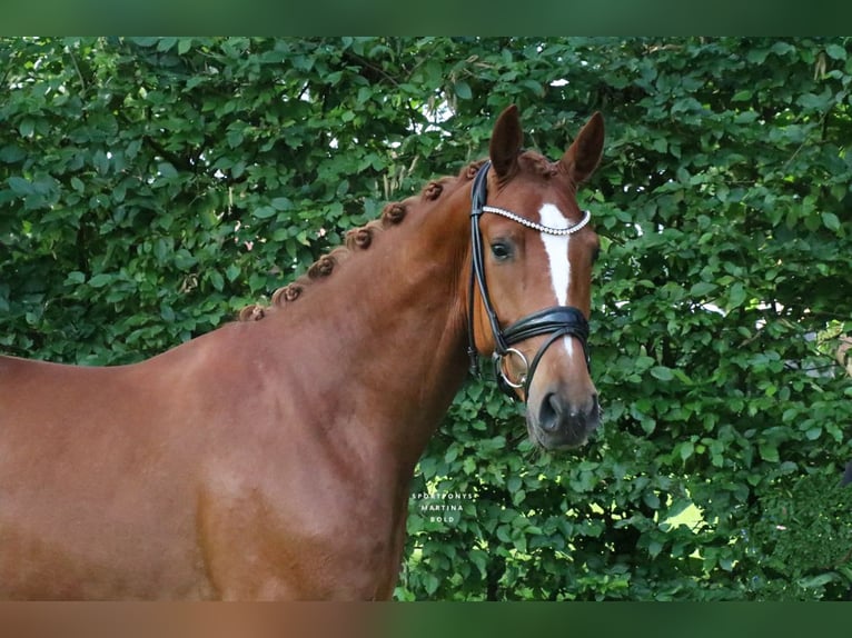 Hanoverian Gelding 3 years 16 hh Chestnut-Red in Recke, bei Osnabrück