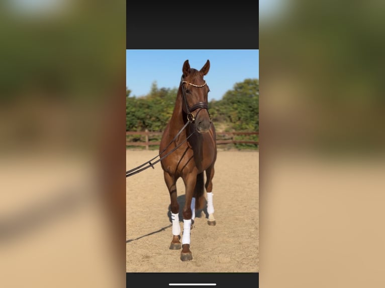 Hanoverian Gelding 3 years 16 hh Chestnut-Red in Blekendorf