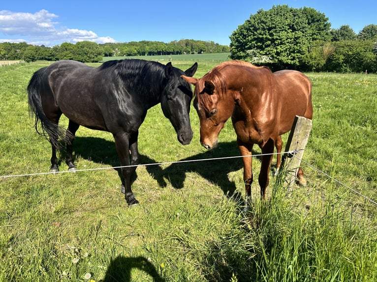 Hanoverian Gelding 3 years 16 hh Chestnut-Red in Burgdorf