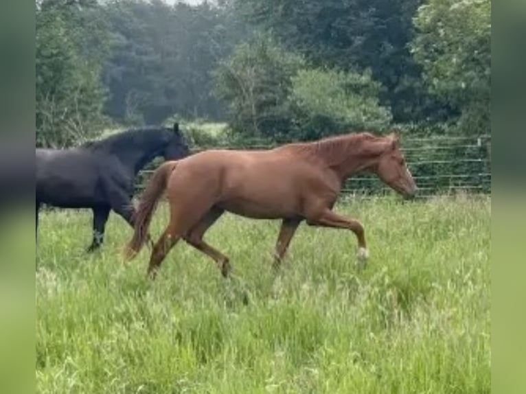 Hanoverian Gelding 3 years 16 hh Chestnut-Red in Burgdorf