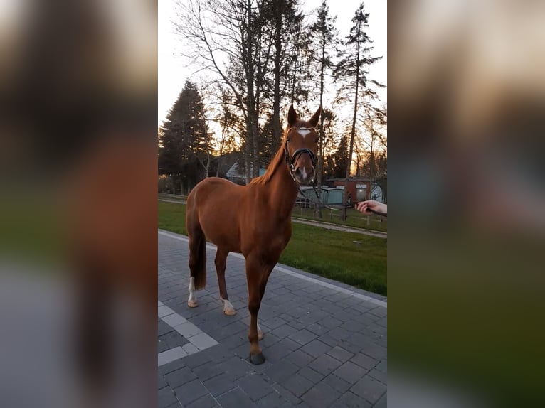 Hanoverian Gelding 3 years 16 hh Chestnut-Red in Osten