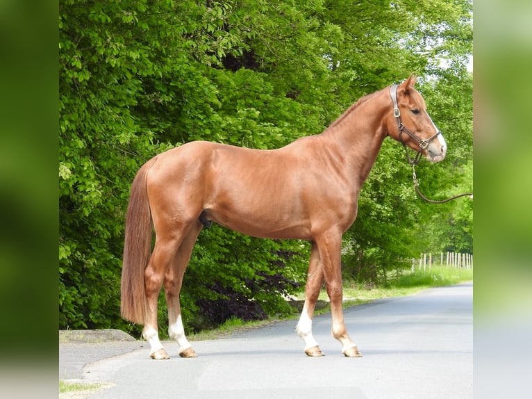Hanoverian Gelding 3 years 16 hh Chestnut-Red in Verl