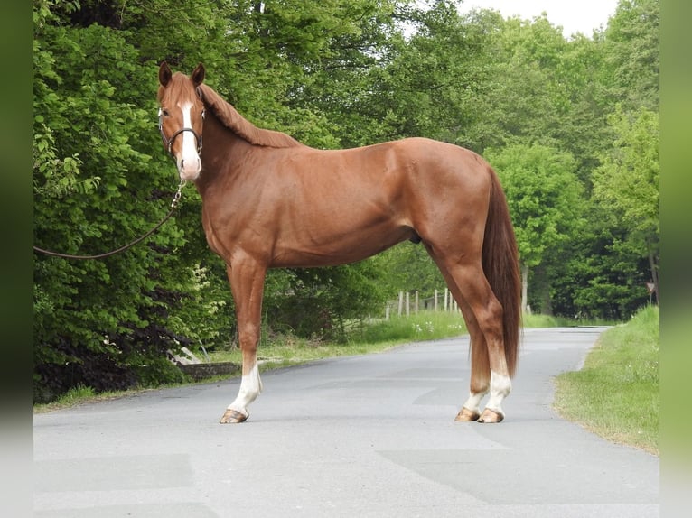 Hanoverian Gelding 3 years 16 hh Chestnut-Red in Verl