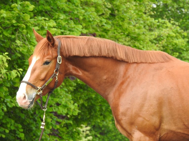 Hanoverian Gelding 3 years 16 hh Chestnut-Red in Verl