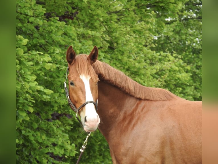 Hanoverian Gelding 3 years 16 hh Chestnut-Red in Verl