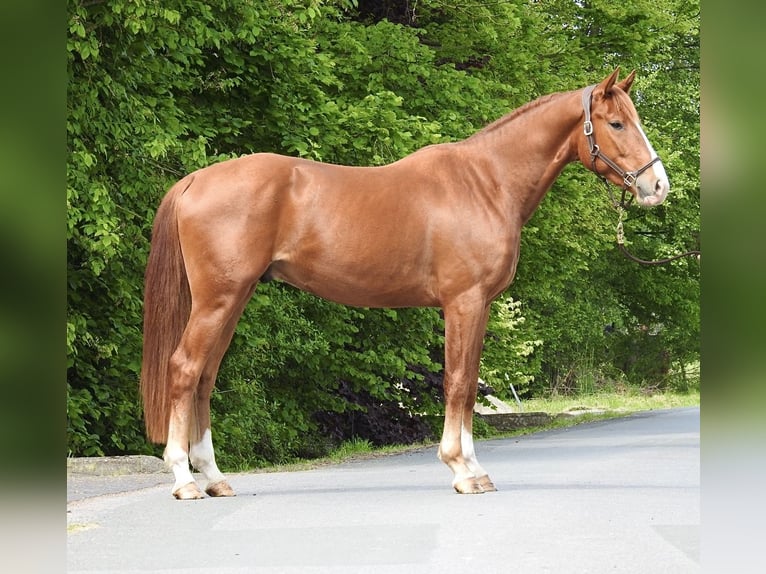 Hanoverian Gelding 3 years 16 hh Chestnut-Red in Verl