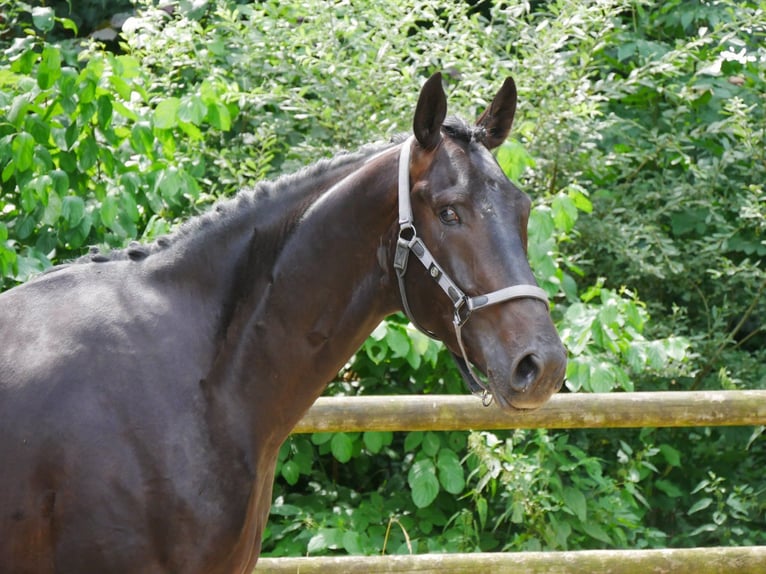 Hanoverian Gelding 3 years 16 hh in Dorsten