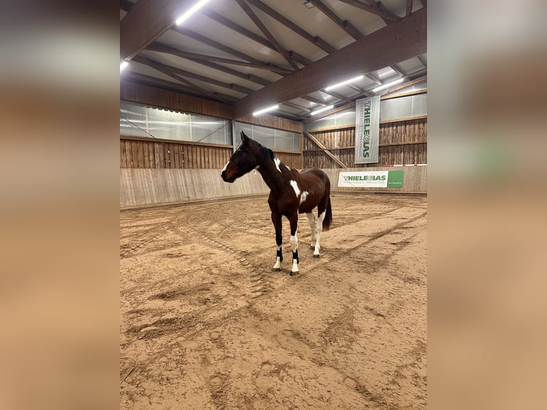 Hanoverian Gelding 3 years 16 hh Pinto in Leipzig