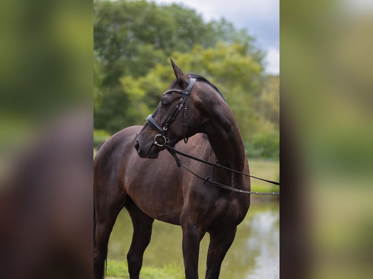 Hanoverian Gelding 3 years 16 hh Smoky-Black in Leichlingen