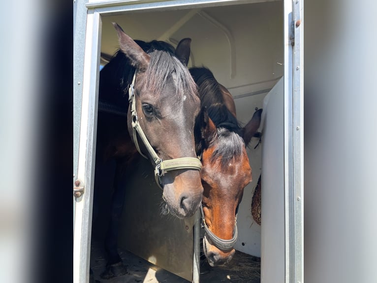Hanoverian Gelding 3 years 16 hh Smoky-Black in Ronshausen