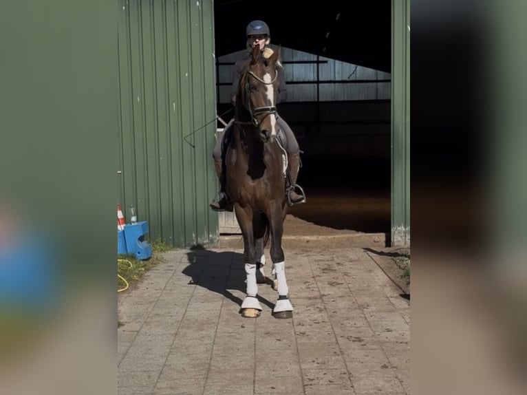 Hanoverian Gelding 3 years 16,1 hh Bay-Dark in Kirchlinteln