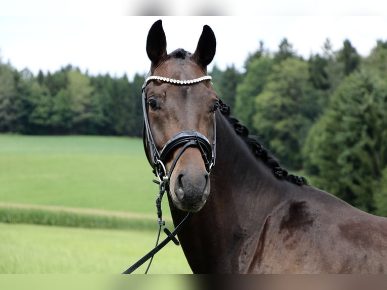 Hanoverian Gelding 3 years 16,1 hh Bay-Dark in Kumberg