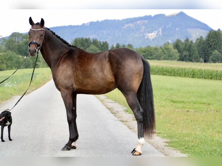 Hanoverian Gelding 3 years 16,1 hh Bay-Dark in Kumberg