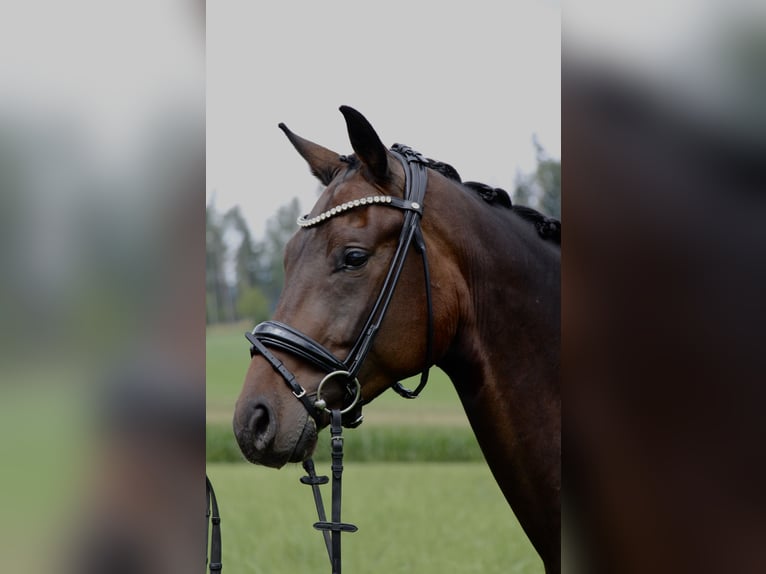Hanoverian Gelding 3 years 16,1 hh Bay-Dark in Kumberg