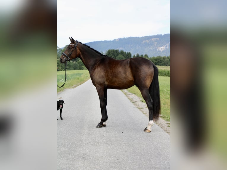 Hanoverian Gelding 3 years 16,1 hh Bay-Dark in Kumberg