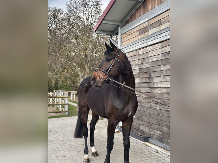 Hanoverian Gelding 3 years 16,1 hh Bay-Dark in Leipzig