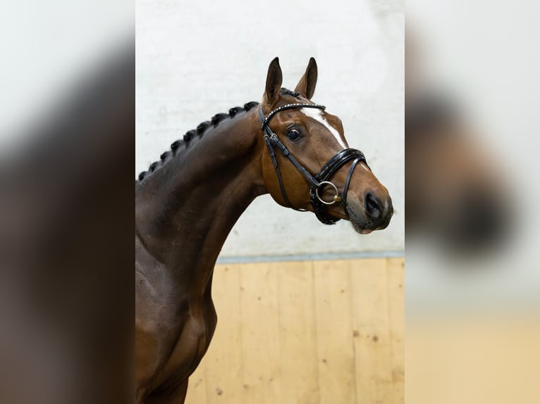Hanoverian Gelding 3 years 16,1 hh Bay-Dark in Lienden