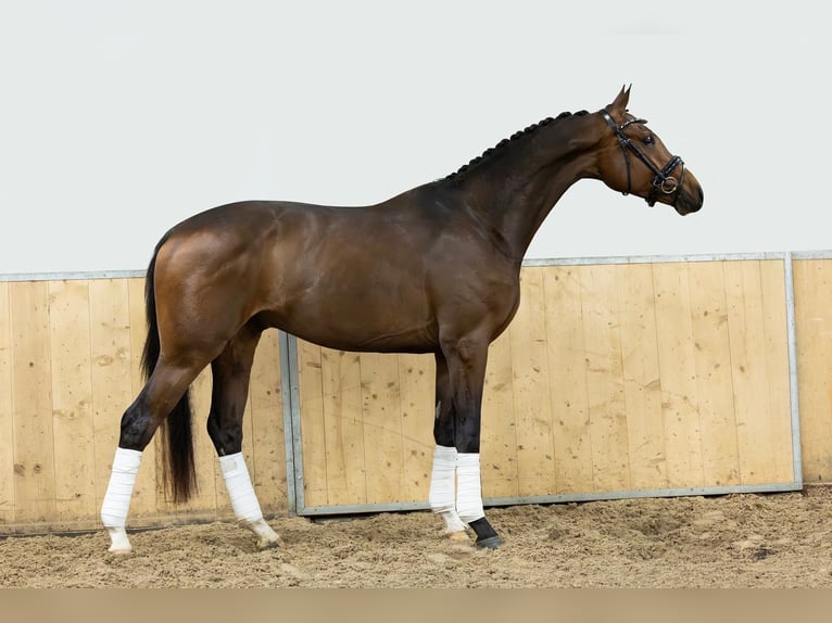 Hanoverian Gelding 3 years 16,1 hh Bay-Dark in Lienden