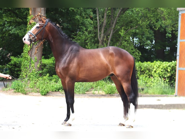 Hanoverian Gelding 3 years 16,1 hh Bay-Dark in Ree&#xDF;um